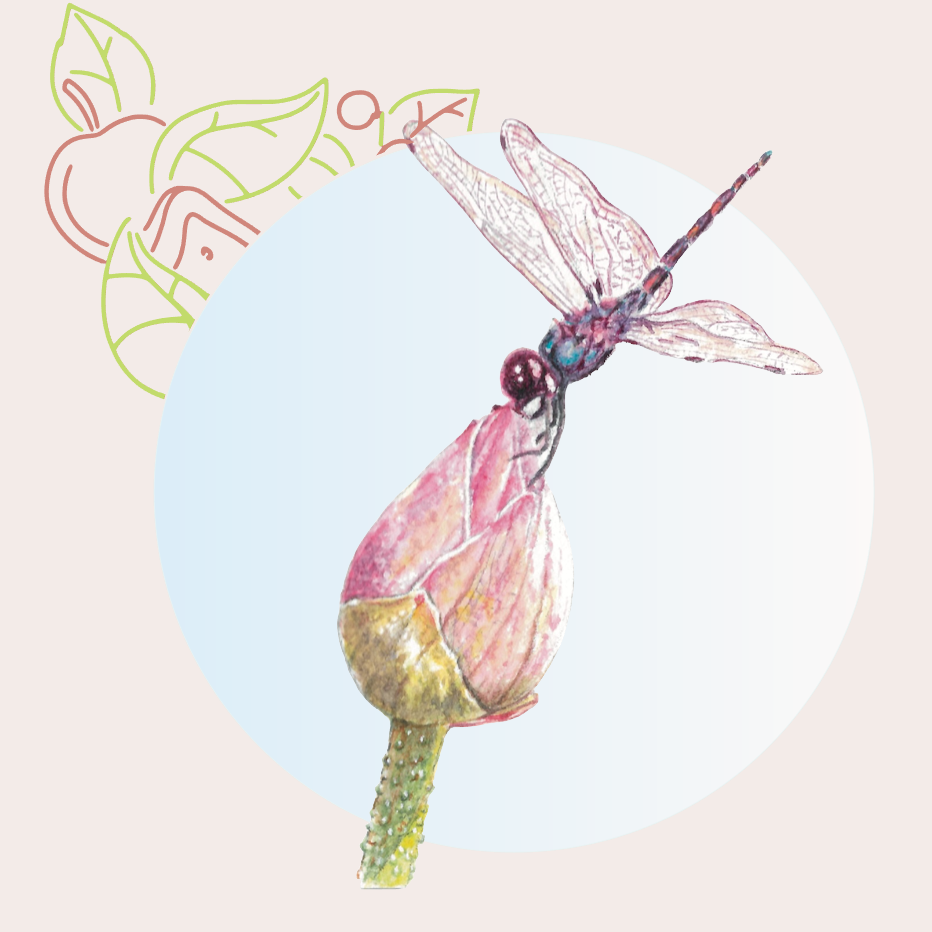 Lotus with Dragonfly BG