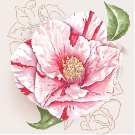 Camellia-with-BG