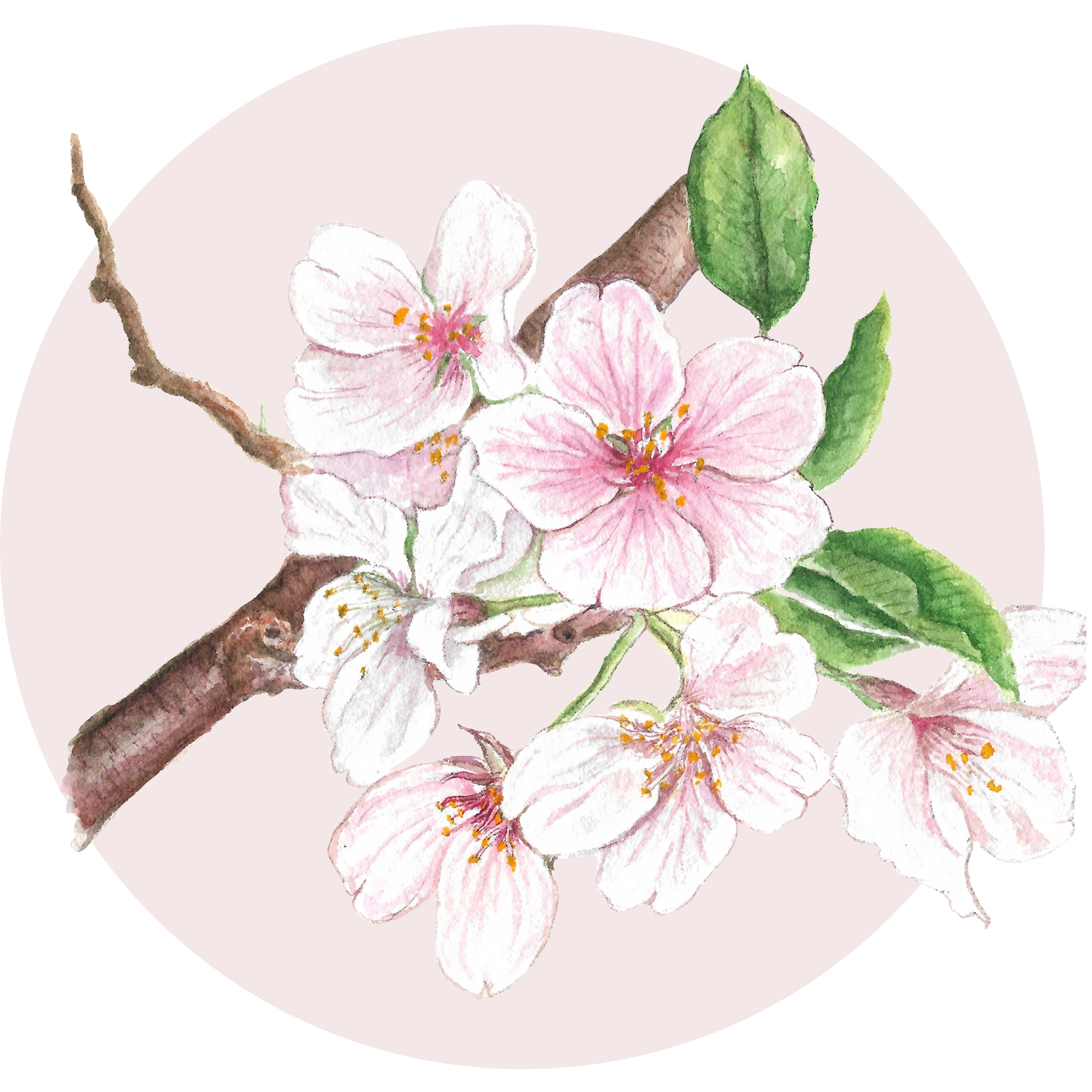 Cherry-BLossom-2-1