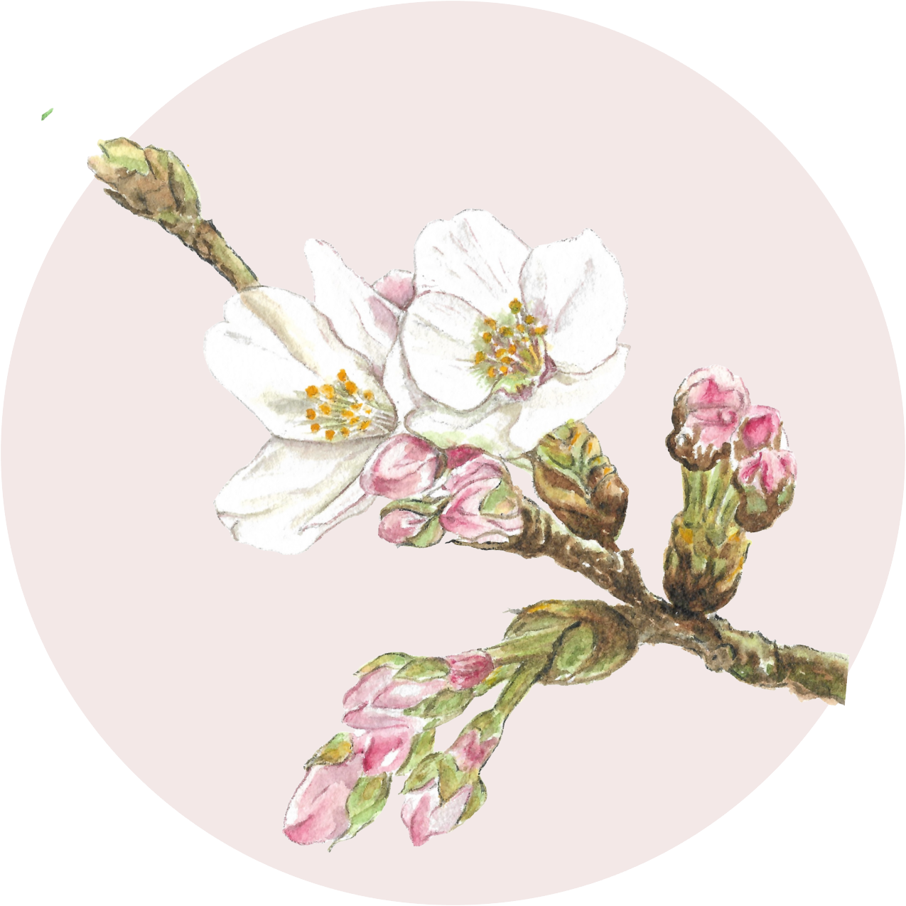 White Cherry-Blossom
