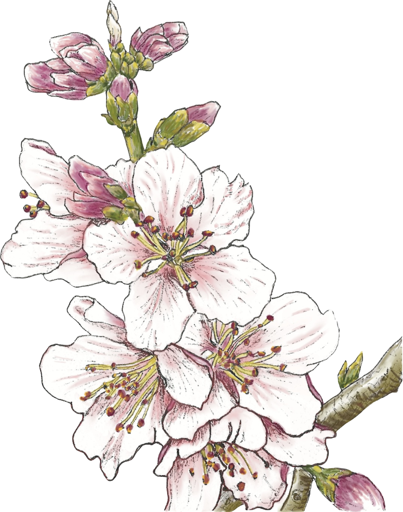 Cherry-BLossom-4