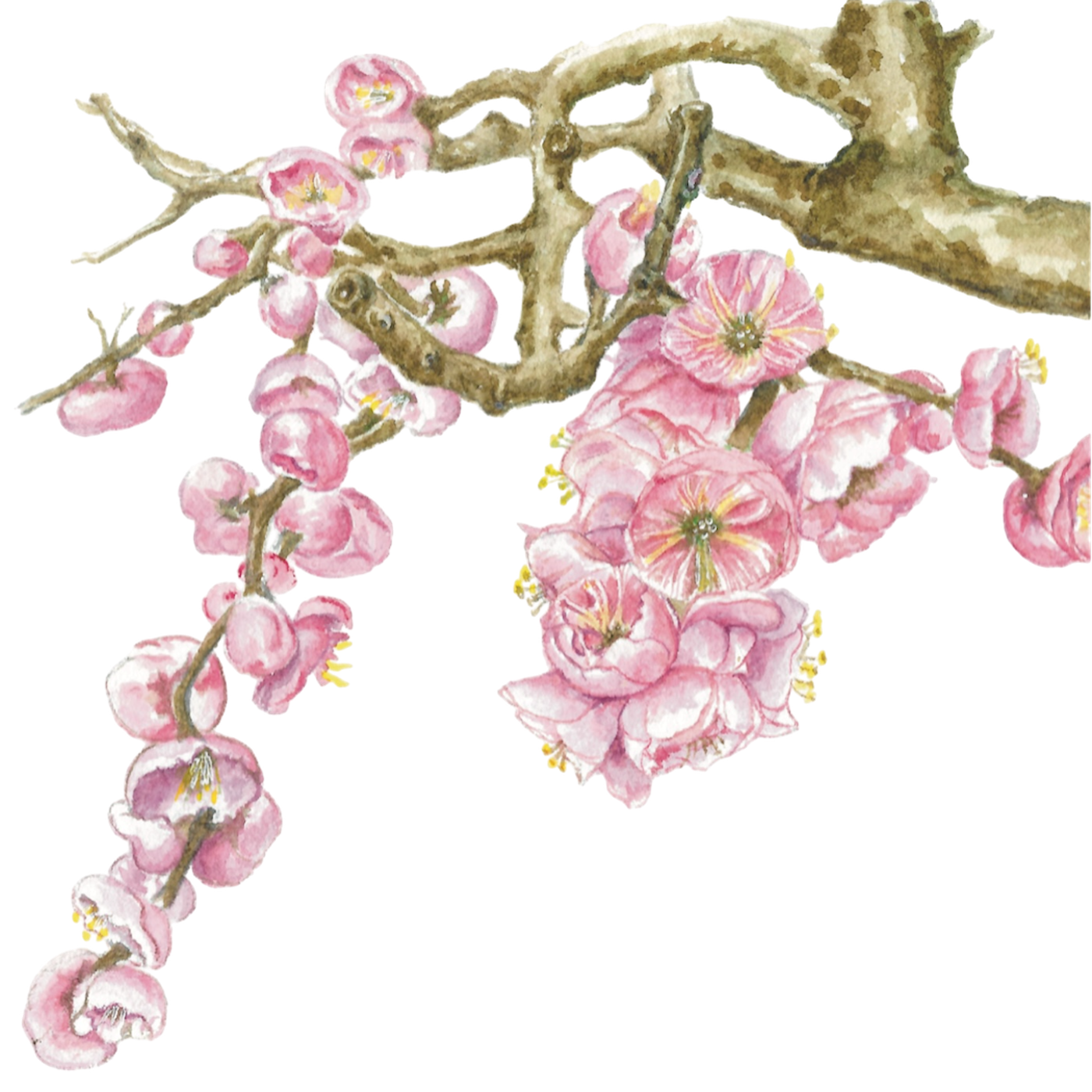 Cherry-Blossom