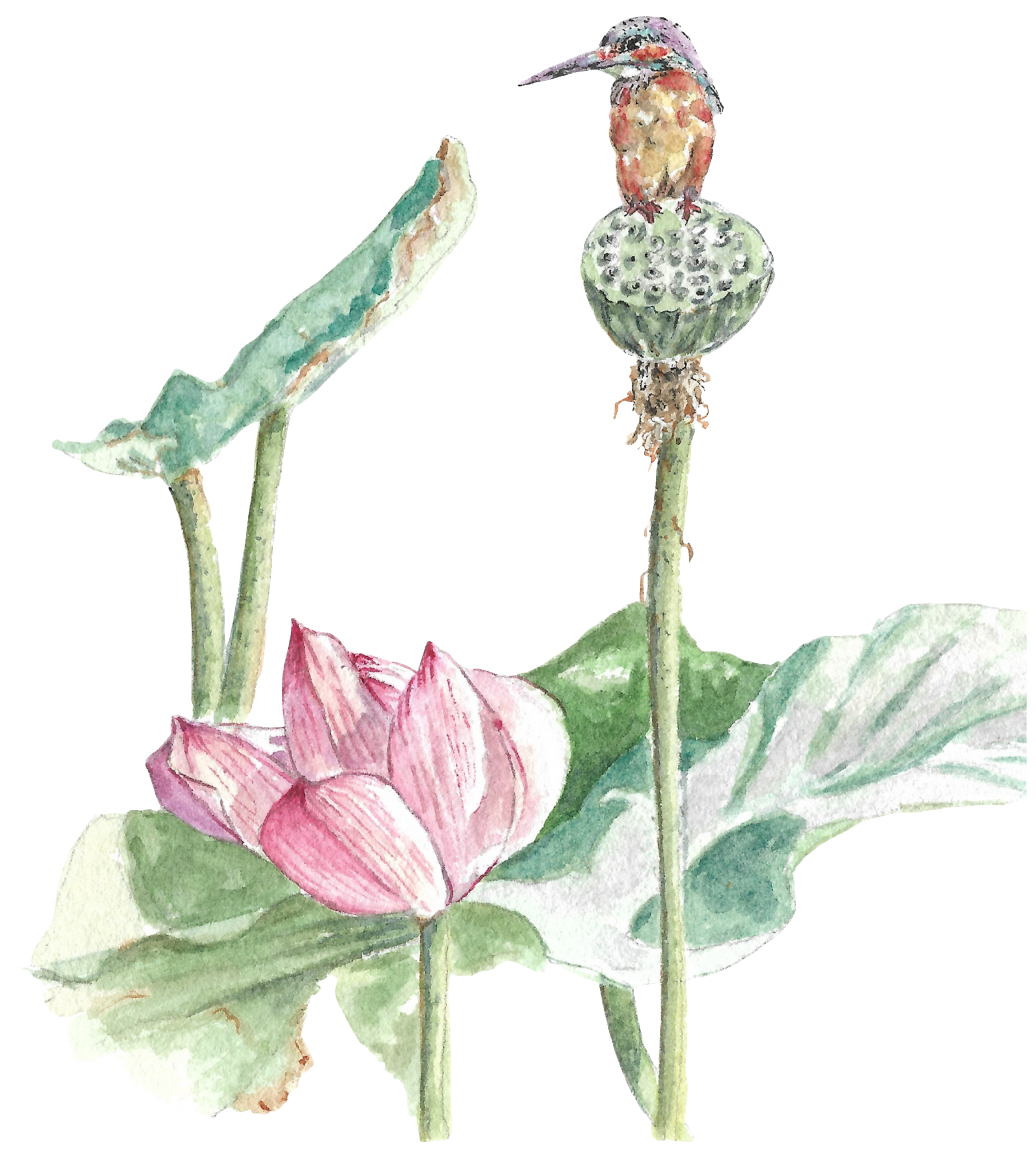 Lotus-and-Bird