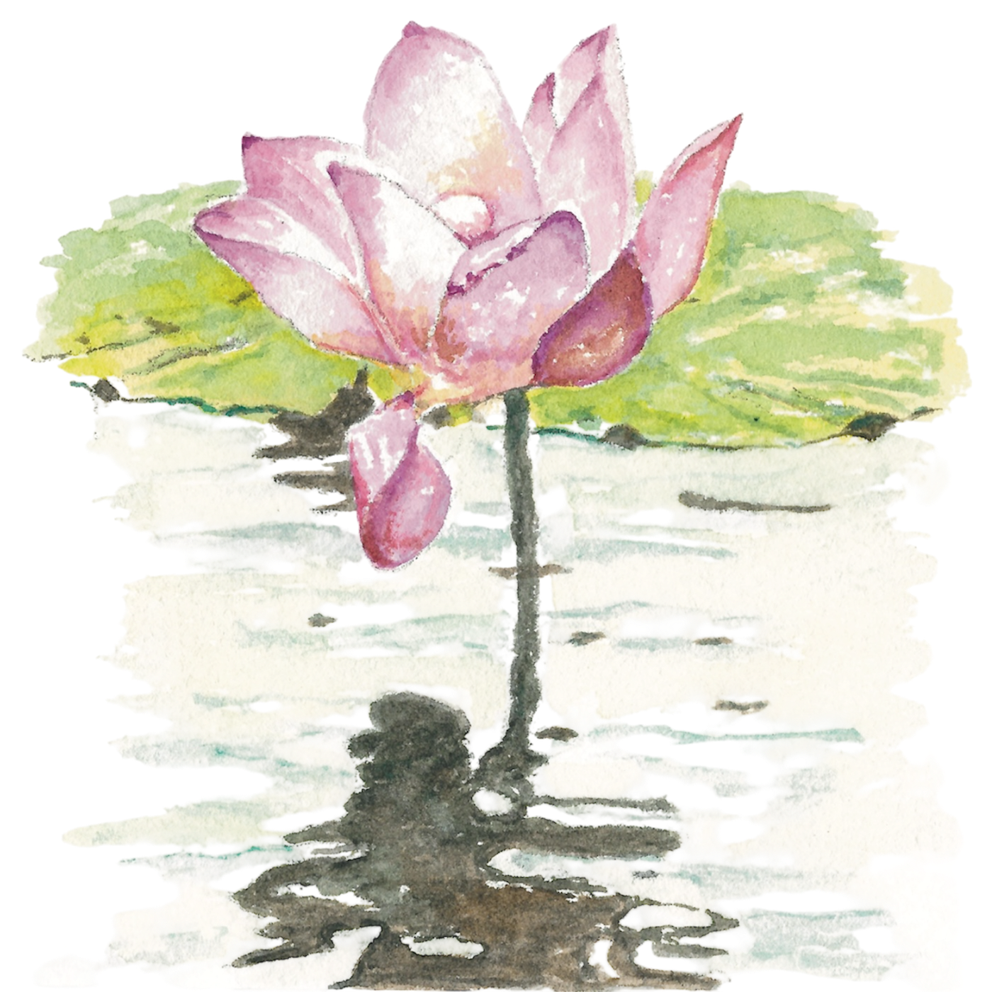Lotus-in-Pond