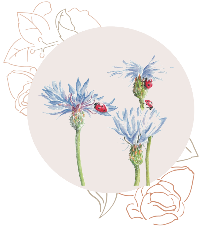 Blue Corn Flower Circle