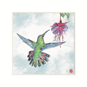 Broad-tailed Hummingbird