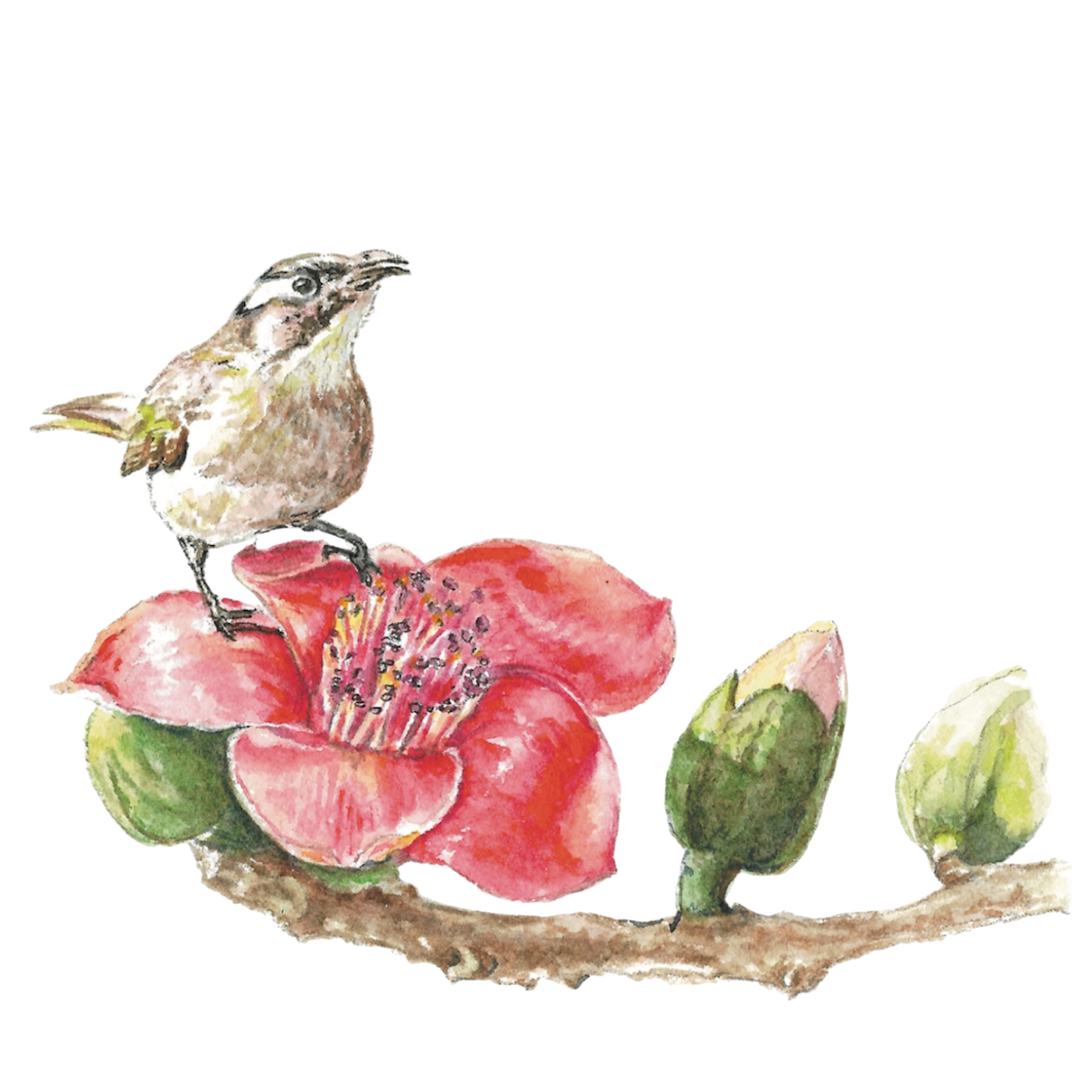 Kapok-with-Bird